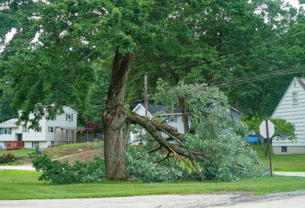 Professional Tree Care Services in Sea Breeze, NC